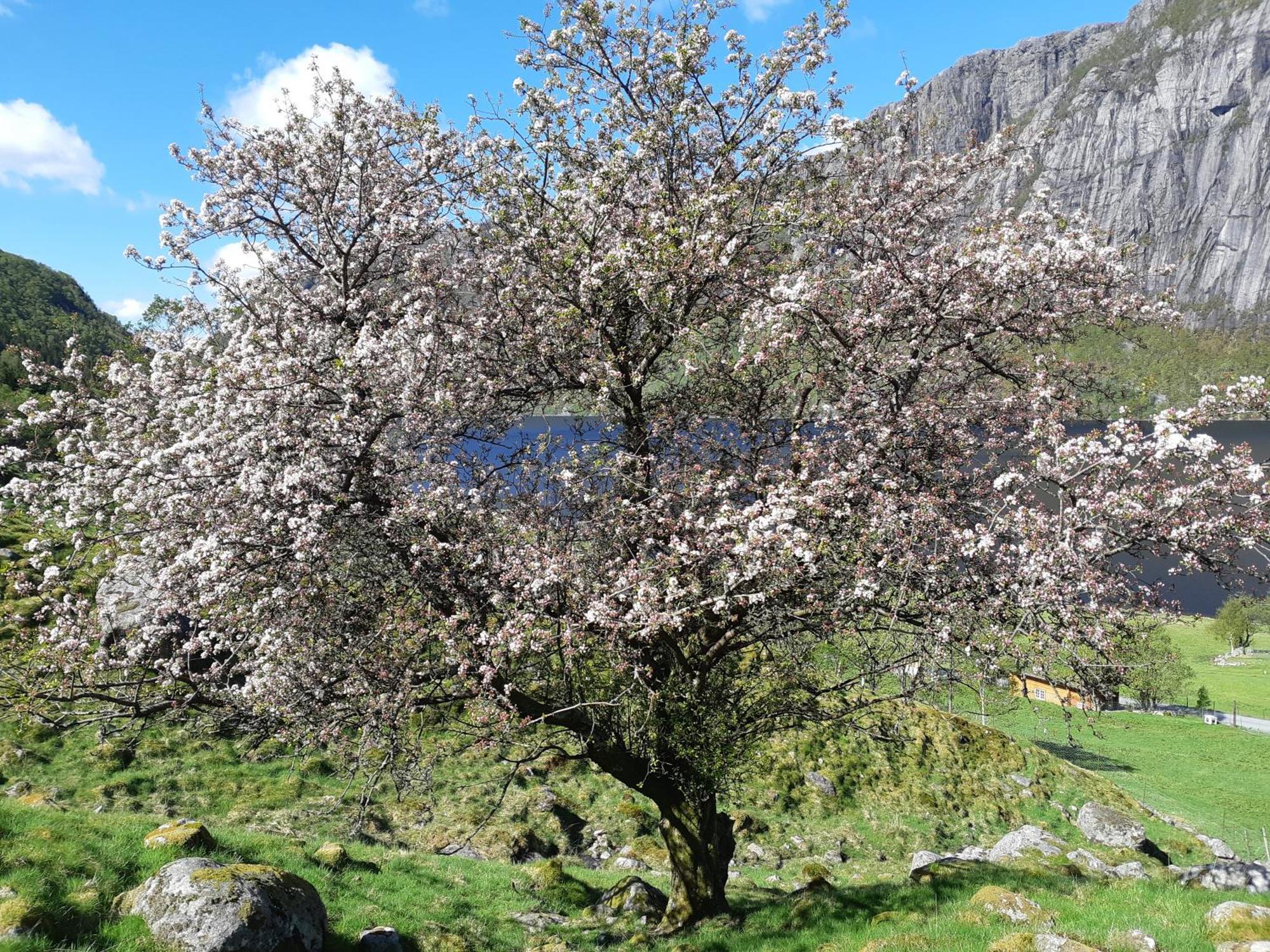 Hytte Ved Preikestolen Forsand Luaran gambar